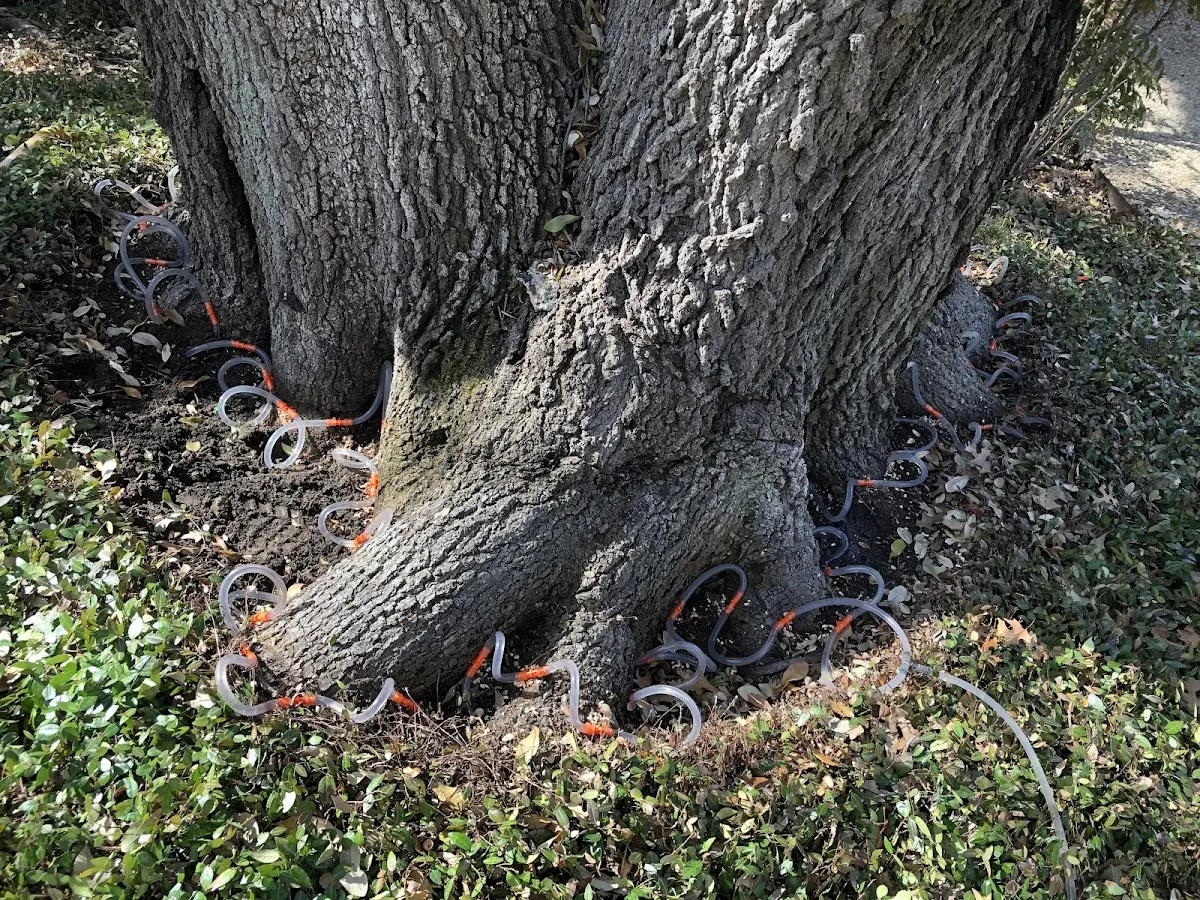 Detailed Tree Cabling and Bracing job site in Sapulpa